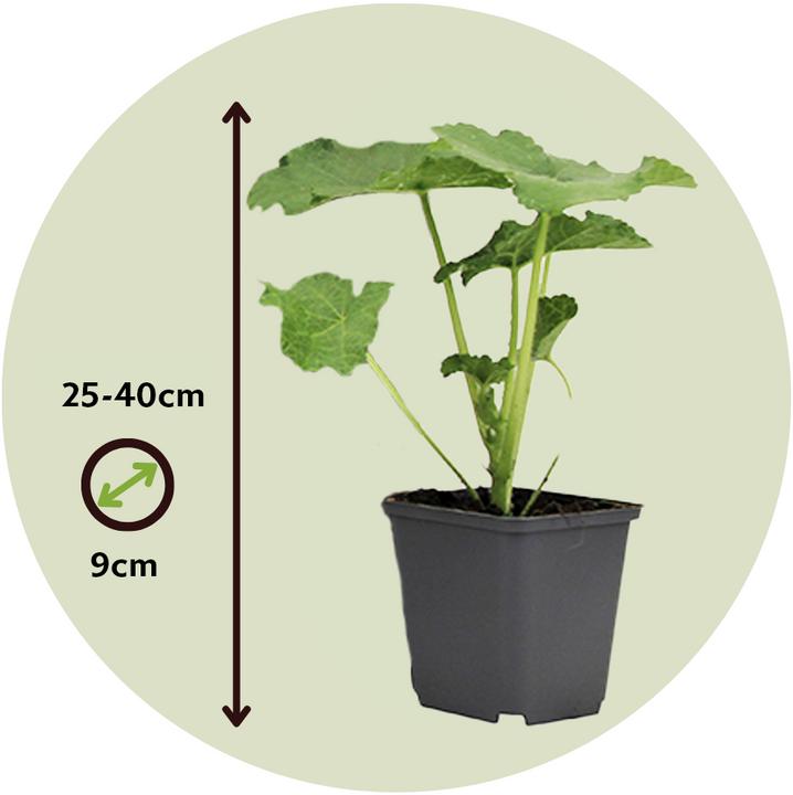 Immagine prodotto Plant in a Box Alcea rosea 'Spring celebrities' Rosso cremisi, limone, viola - Miscuglio di 6 piante (25 cm)