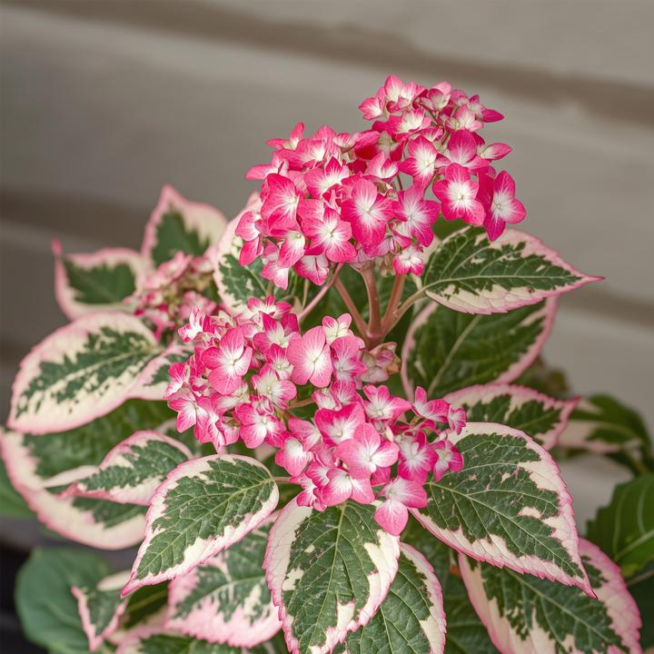 Actual product image Plant in a Box Hydrangea serrata 'Euphorbia Pink' - Hydrangea set of 2 (40 cm)