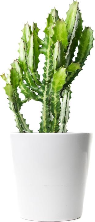 Produktbild Kaktus in Übertopf (55 cm)