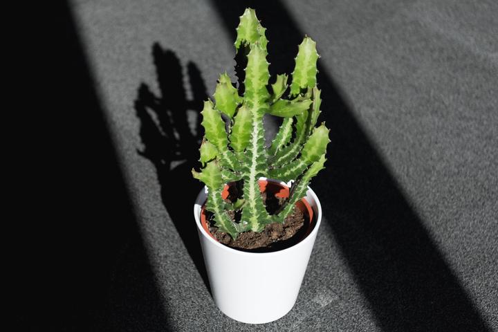 Produktbild Kaktus in Übertopf (55 cm)