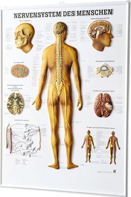 Image du produit Ruediger RÜDIGER Poster 3D Relief Système nerveux 74 x 54 fr (54 x 74 cm)