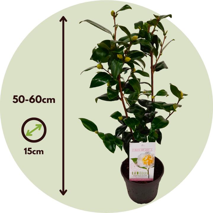 Produktbild Plant in a Box Camellia japonica Brushfield Yellow - 2er Set Japanische Rosen (50 cm)