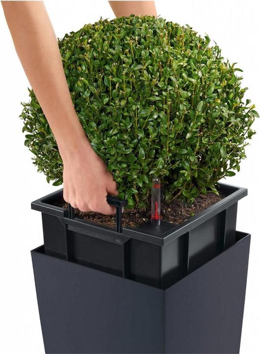 Actual product image Lechuza Cubico Color (22 cm)