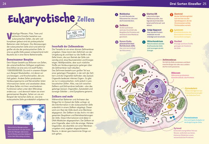 Actual product image Tessloff WAS IST WAS Naturwissenschaften easy! Biologie. Die Zelle (German, Dr Manfred Baur, 2021)