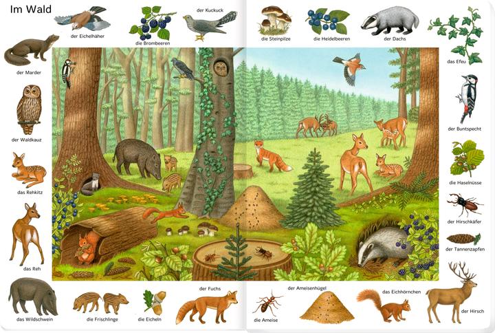 Produktbild Bilder suchen-Wörter finden: So viele Tiere (Deutsch, Sybille Brauer, 2023)