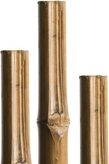 Actual product image Windhager Bamboo cane
