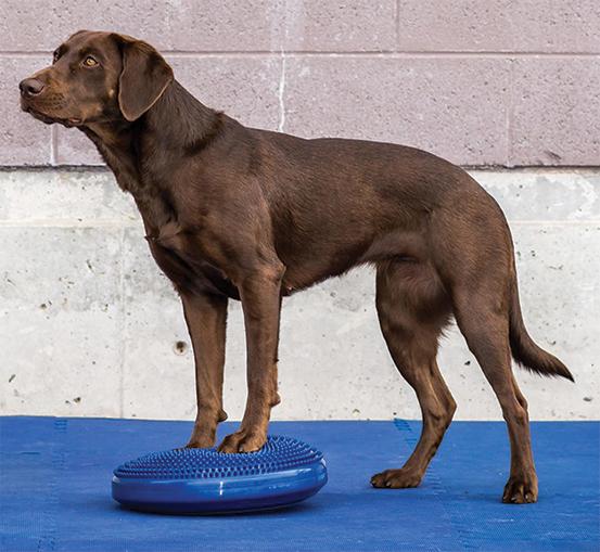 Produktbild FitPaws Balance Disk (Agility)