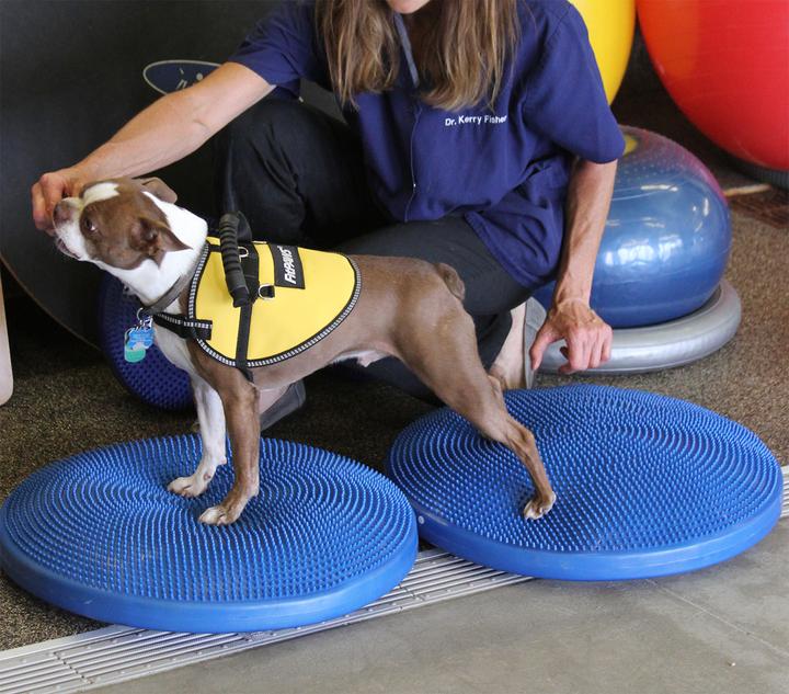 Produktbild FitPaws Balance Disk (Agility)