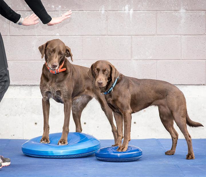 Produktbild FitPaws Balance Disk (Agility)
