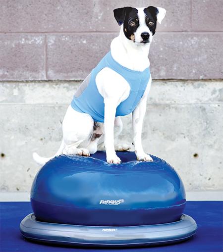 Produktbild FitPaws Donut Holder (Agility)
