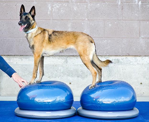 Produktbild FitPaws Donut Holder (Agility)